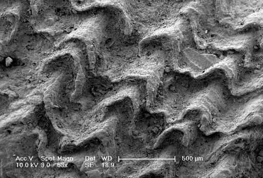 Glyptorthis insculpta
