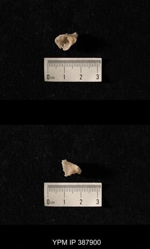 Hercosia sp.