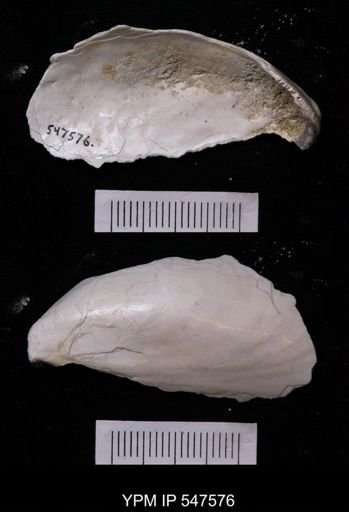 Modiola modiolus