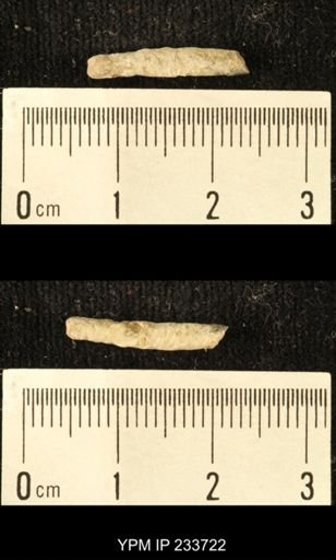 Archaeocidaris sp.