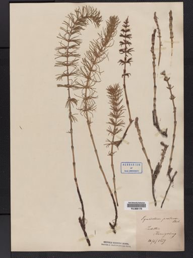 Equisetum pratense