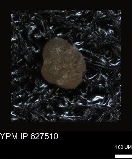 undet. Foraminiferida