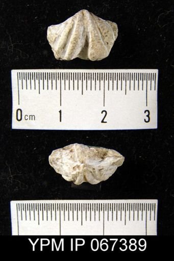 Delthyris perlamellosa