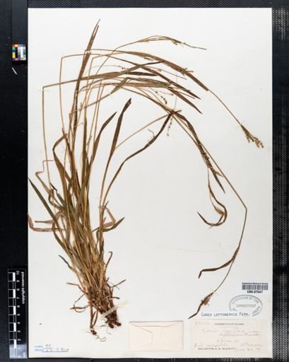 Carex laxiflora