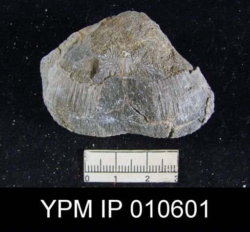 Productus ivesi