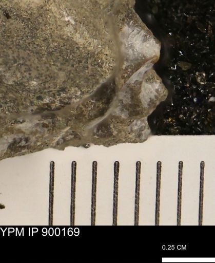 undet. Mollusca