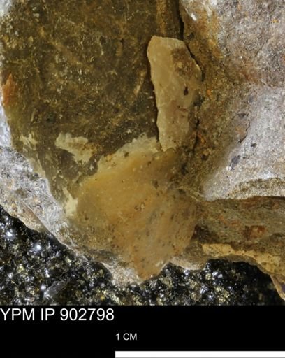 Baculites sp.