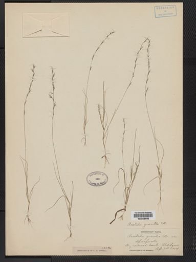 Aristida gracilis