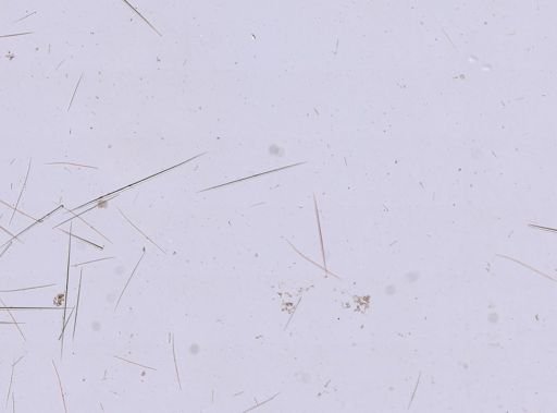 Stylocordyla borealis