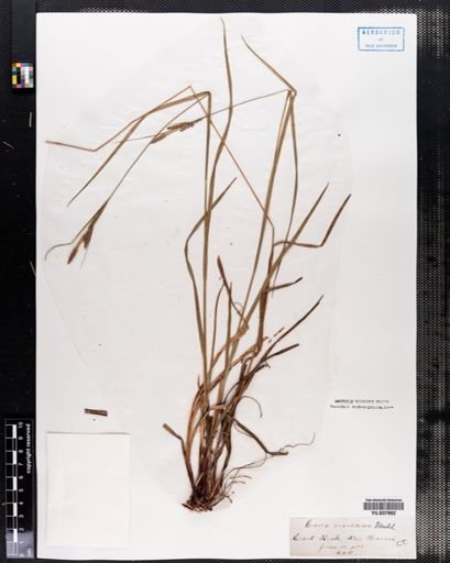 Plantae