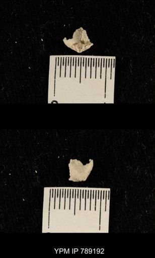 undet. Brachiopoda
