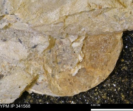 Scaphites sp.