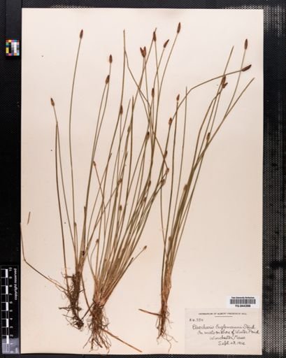 Eleocharis