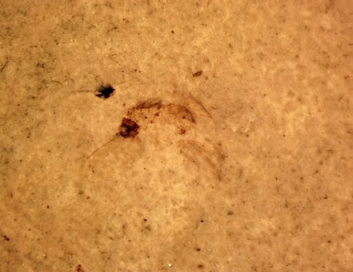 undet. Diptera
