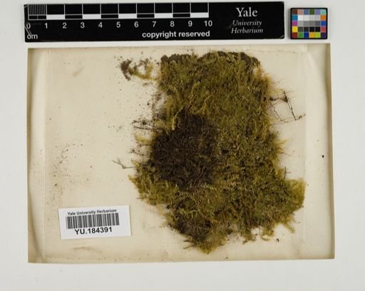 Plantae