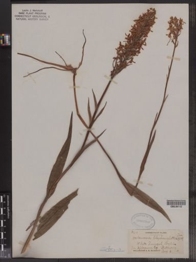 Habenaria blephariglottis