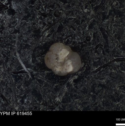 undet. Foraminiferida
