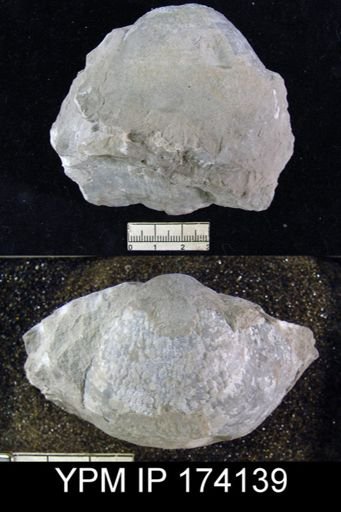 Pustula nebrascensis