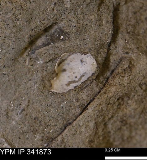 undet. Mollusca