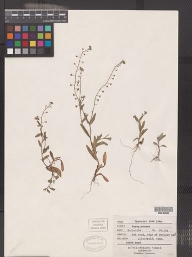 Myosotis laxa