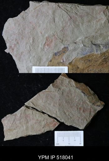 Thelxiope sp.