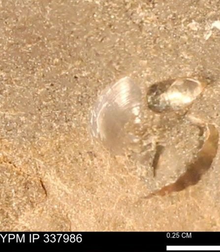 undet. Bivalvia