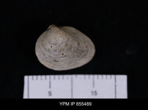 Limopsis striatopunctatus