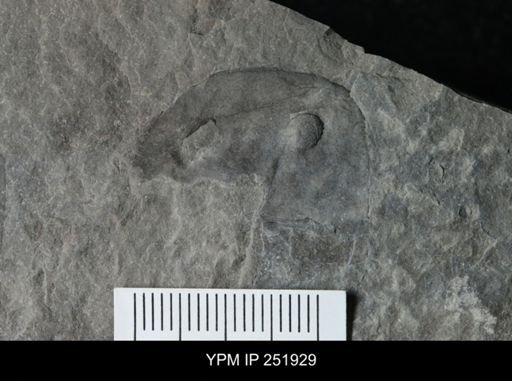 Eurypterus sp.