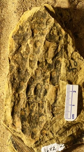Lepidodendron sp.