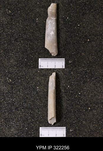 Baculites sp.