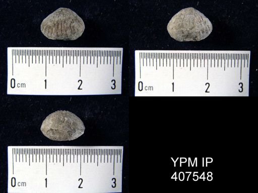 Rhynchotrema janeum
