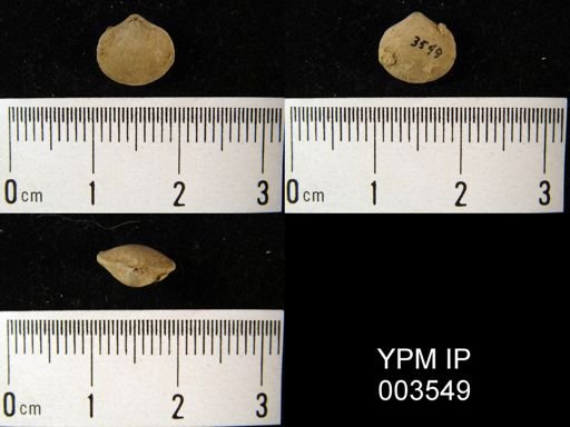 Athyris? planosulcata