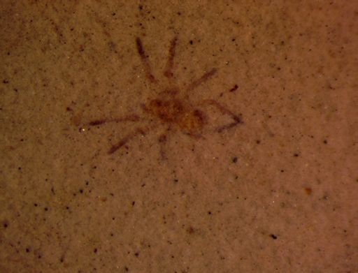 undet. Hexapoda