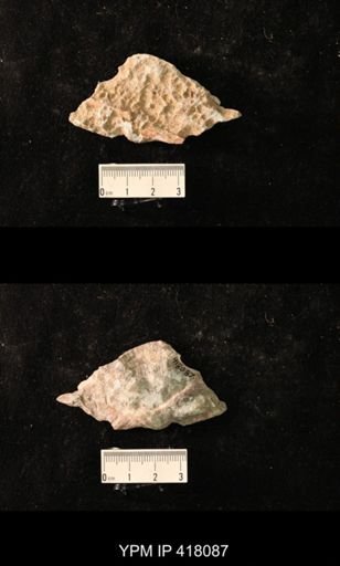 Spirifer cameratus