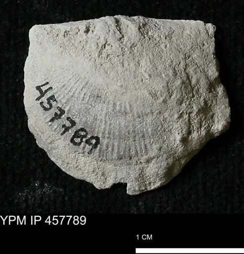 Strophodonta sp.