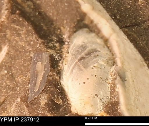 Limopsis striatopunctatus