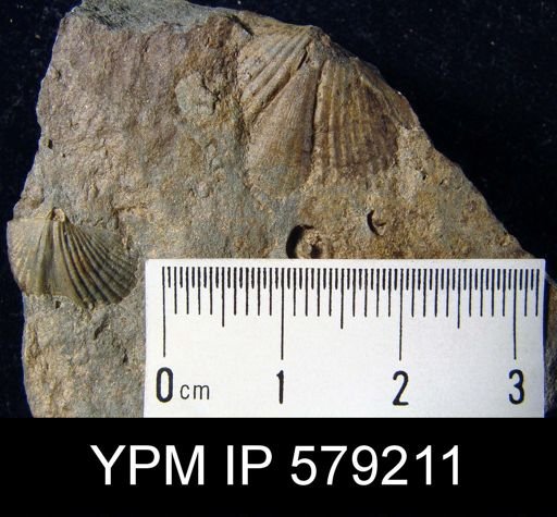 undet. Cyrtospiriferoidea