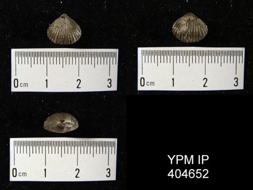Camarotoechia horsfordi