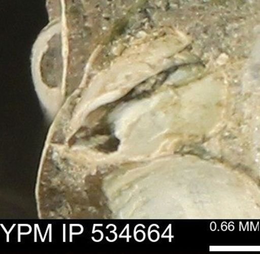 Protocardia subquadrata