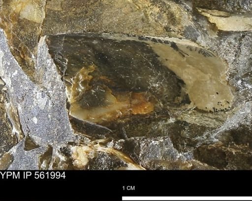 undet. Bivalvia