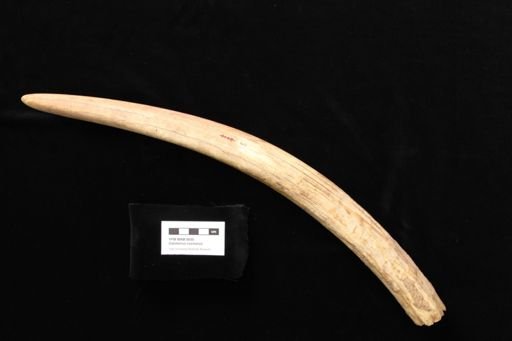 Odobenus rosmarus