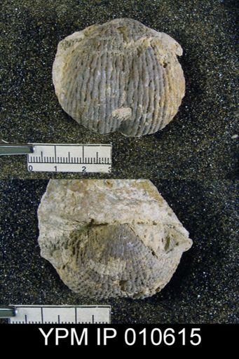 Productus ivesi