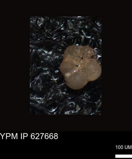 undet. Foraminiferida