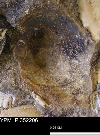 undet. Bivalvia