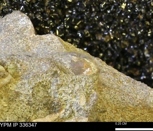 undet. Mollusca