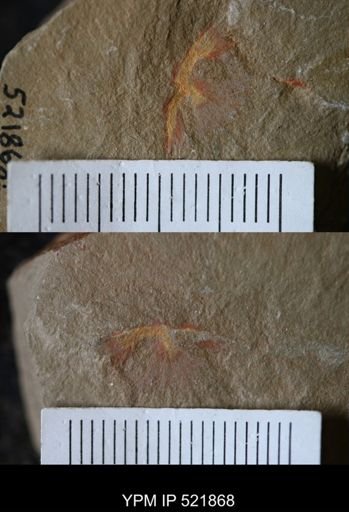 undet. Porifera