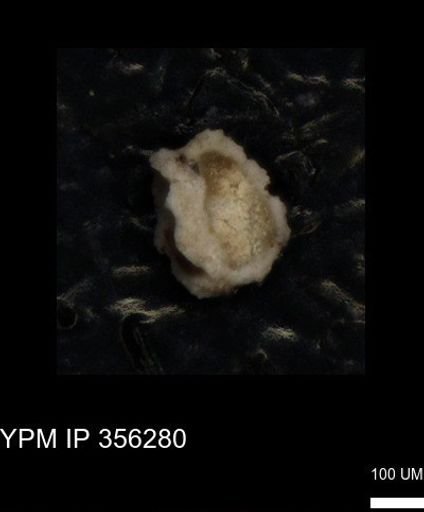 undet. Foraminiferida