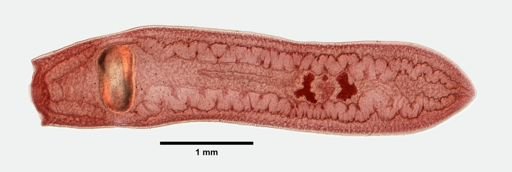 Clinostomum