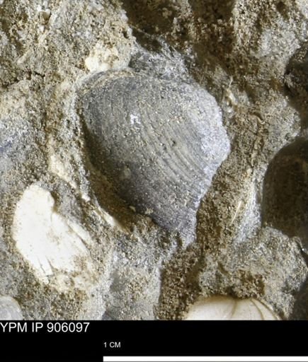 Limopsis striatopunctatus