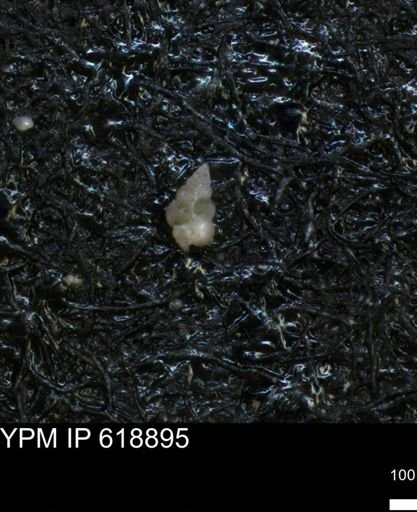 undet. Heterohelicidae